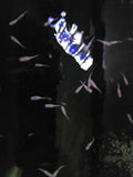 Pink Sapphire Medaka Rice Fish