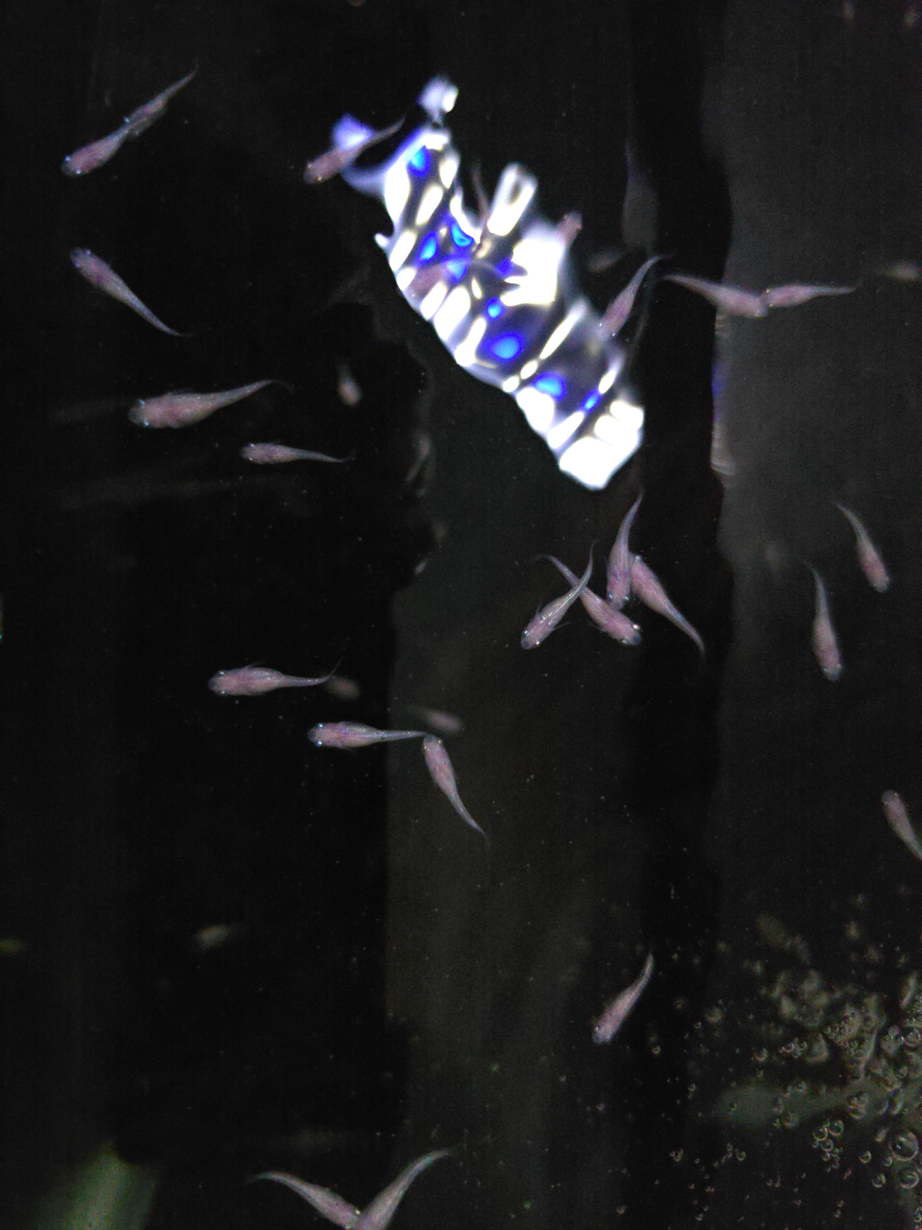 Pink Sapphire Medaka Rice Fish