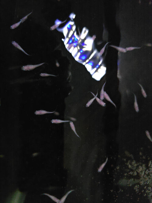 Pink Sapphire Medaka Rice Fish