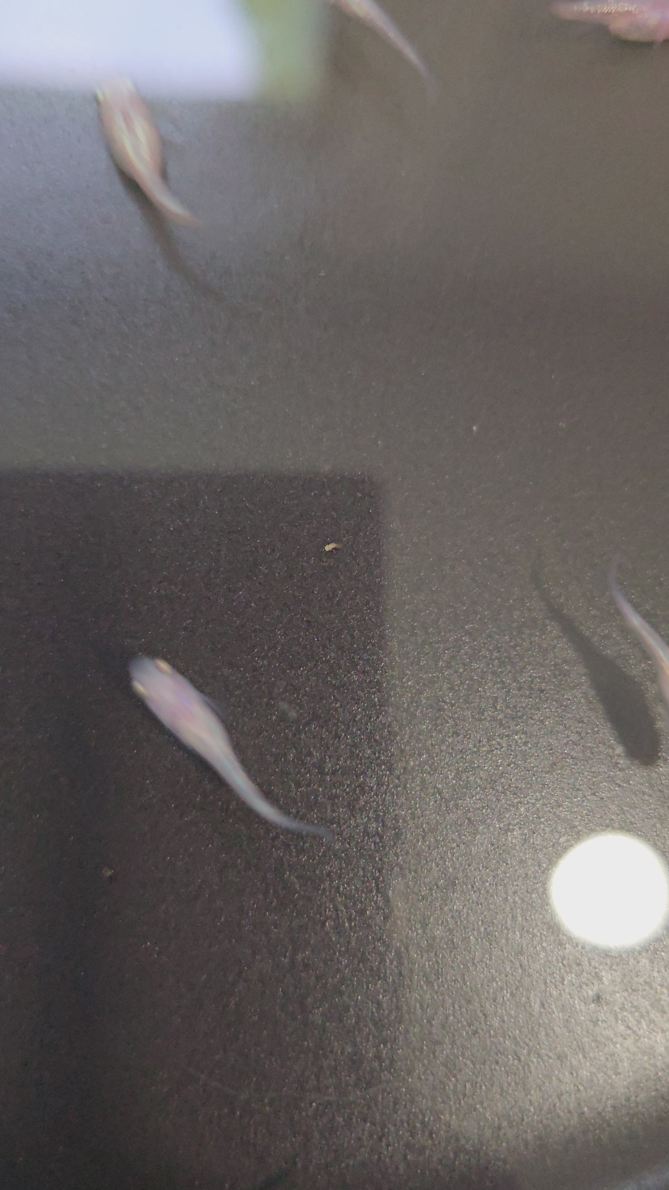 Pink Sapphire Medaka Rice Fish