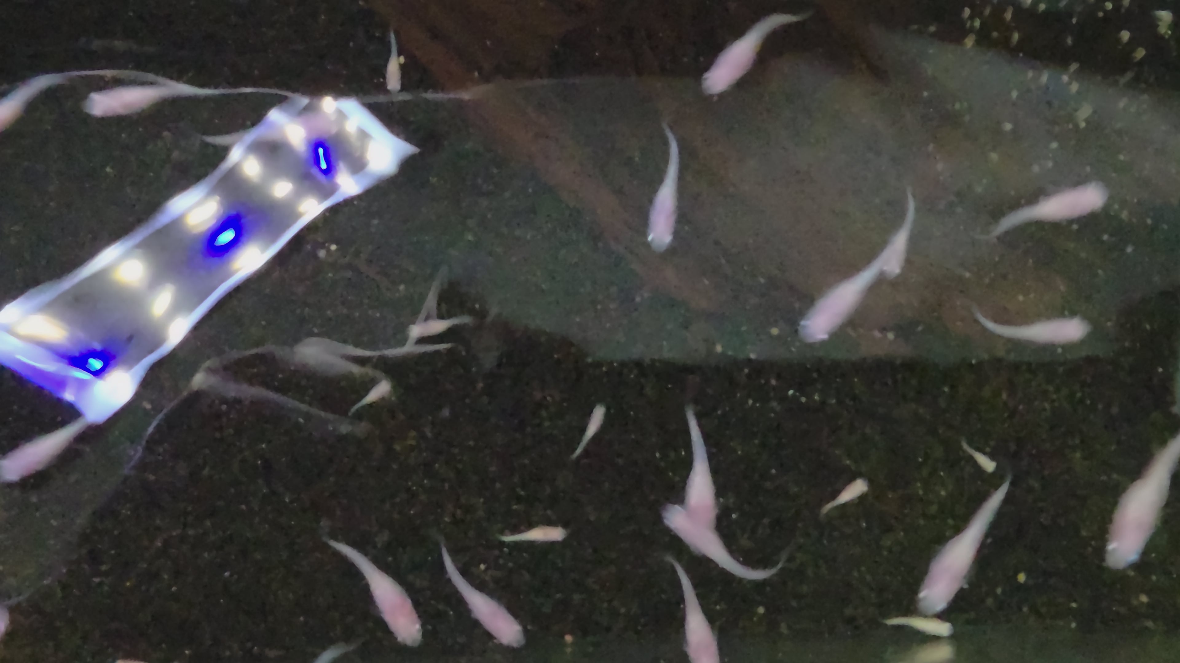 Pink Sapphire Medaka Rice Fish