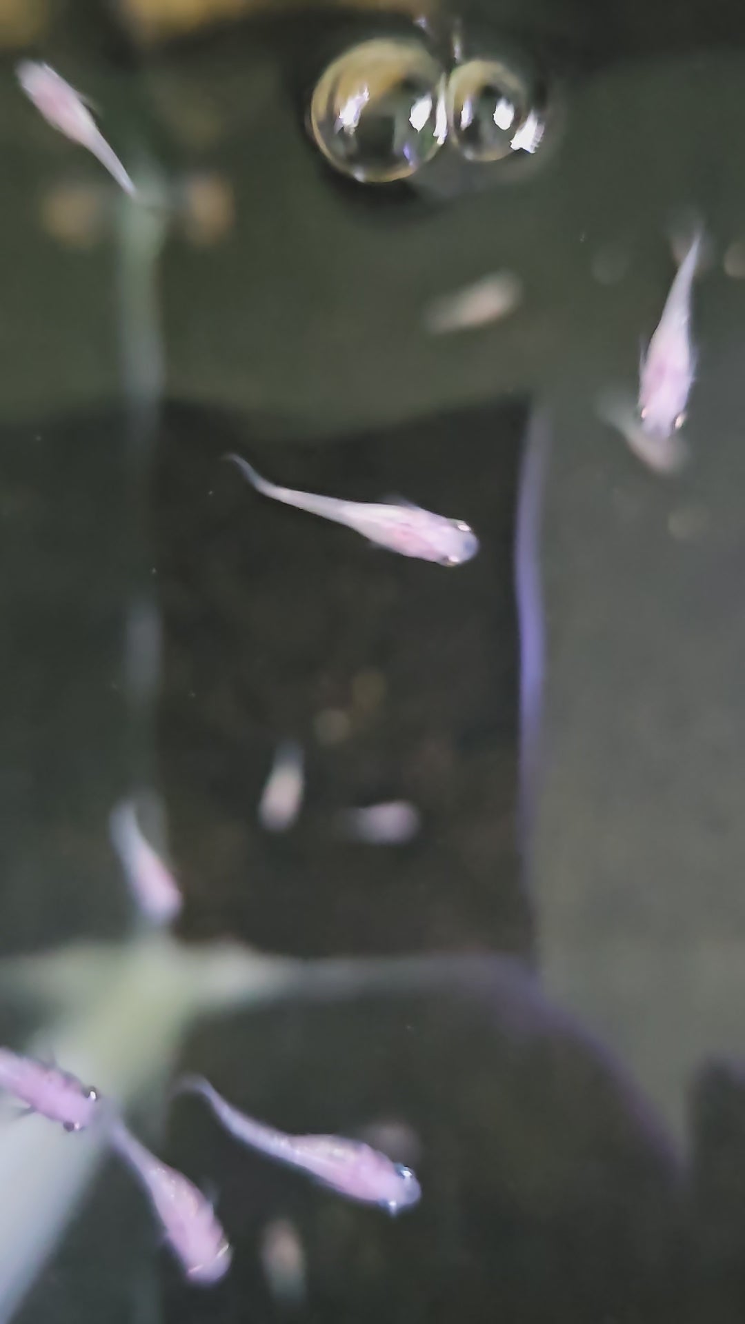 Pink Sapphire Medaka Rice Fish
